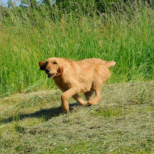 Bellissimo Scatto Cane Segugio Italiano All Aperto Durante Giorno — Foto Stock