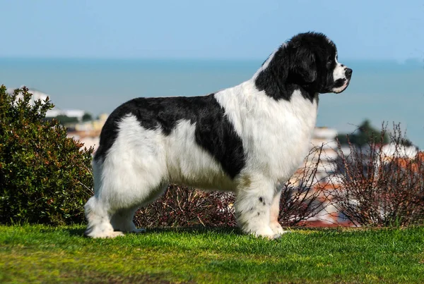 A cute purebred Newfoundland dog standing outdoors