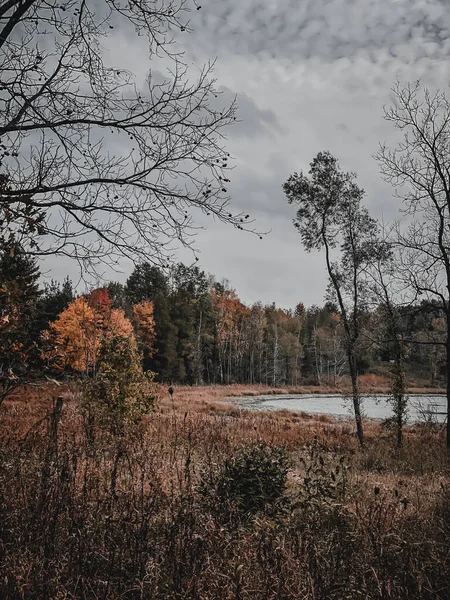 秋の森の中の木々や茂みに囲まれた湖の垂直ショット — ストック写真