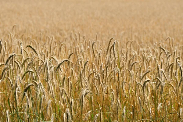 Selektivní Záběr Zlatého Pšeničného Pole Slunečného Dne Telephoto Pohled Německý — Stock fotografie
