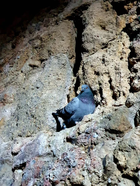 Beautiful Blue Pigeon Sitting Stones Cave — Stock Photo, Image