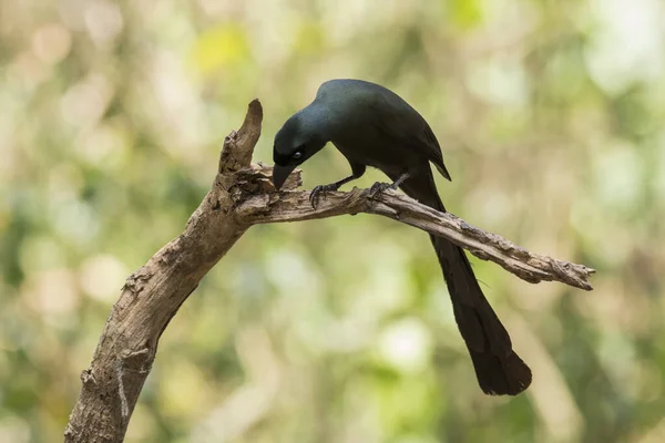 Pecking Some Worm Perch Racket Tailed Treepie Crypsirina Temia Thailand — Stock Photo, Image