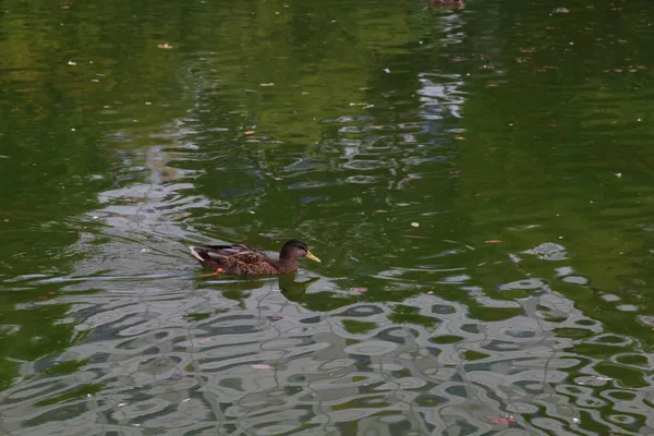 Uma Paisagem Pato Reais Uma Lagoa Lago — Fotografia de Stock