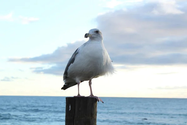 Seagull Wooden Post Sea Water Cloudy Sky — Stock Photo, Image