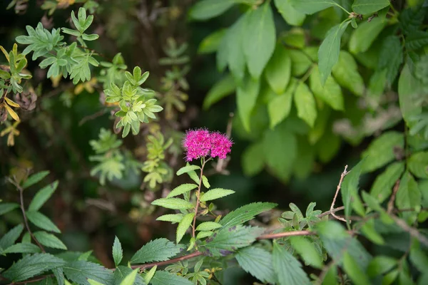 Primo Piano Fiore Rosa Giardino Durante Giorno — Foto Stock