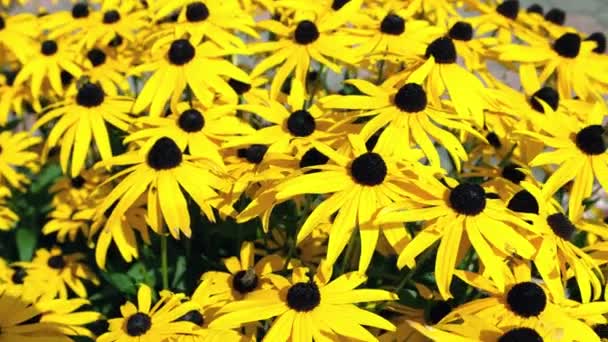 Mooie Bloemen Groeien Buiten Tuin Close Uitzicht — Stockvideo