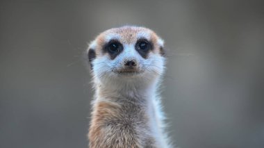 Seen looking towards the camera, Meerkat, Suricata suricatta clipart