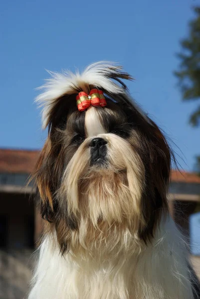 Bellissimo Scatto Cane Shih Tzu All Aperto Durante Giorno — Foto Stock