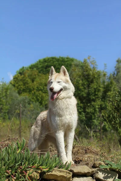 Colpo Verticale Cane Siberiano Husky All Aperto — Foto Stock
