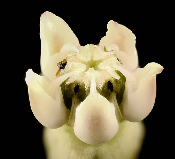 Una Macro Toma Asclepias Syriaca Para Fondo Pantalla Fondo —  Fotos de Stock