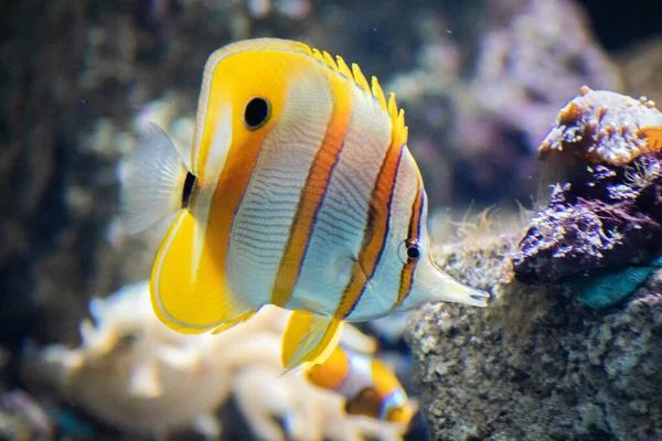 Een Koperband Vlindervis Chelmon Rostratus Zwemmend Onderwater — Stockfoto