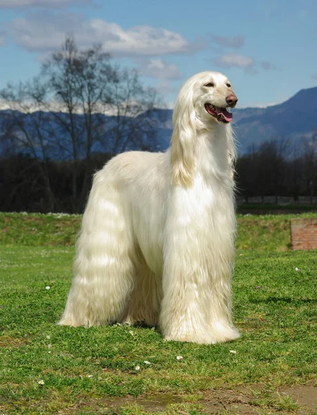 Beautiful Shot White Afghan Hound Dog Outdoors Day — Stock Photo, Image