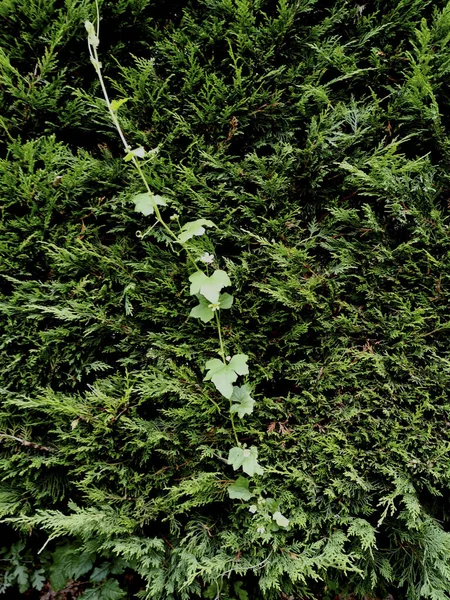 Sebuah Gambar Vertikal Dari Cabang Ivy Tumbuh Semak Semak — Stok Foto