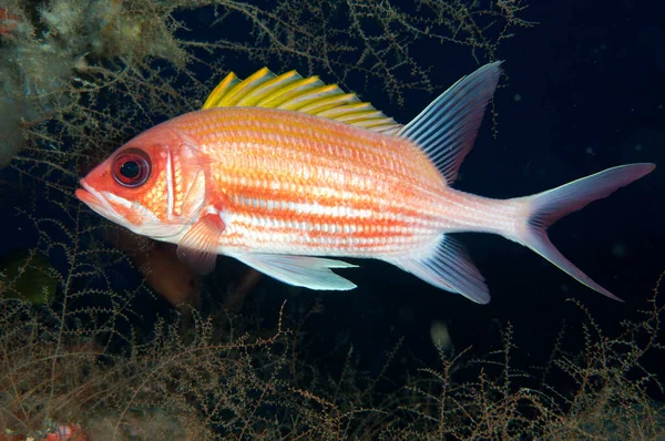 Closeup Shot Squirrelfish National Marine Sanctuary — Stock Photo, Image