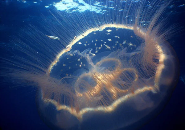 Close Underwater Shot Jellyfish — Stock Photo, Image