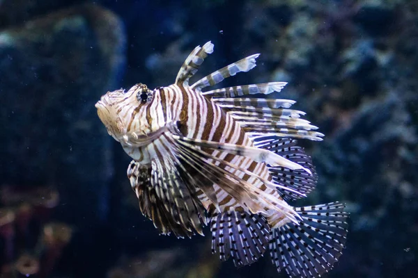 Ein Zebra Feuerfisch Dendrochirus Zebra Schwimmt Unter Wasser — Stockfoto