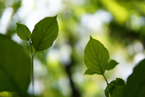 Tiro Seletivo Foco Das Folhas Verdes Planta — Fotografia de Stock