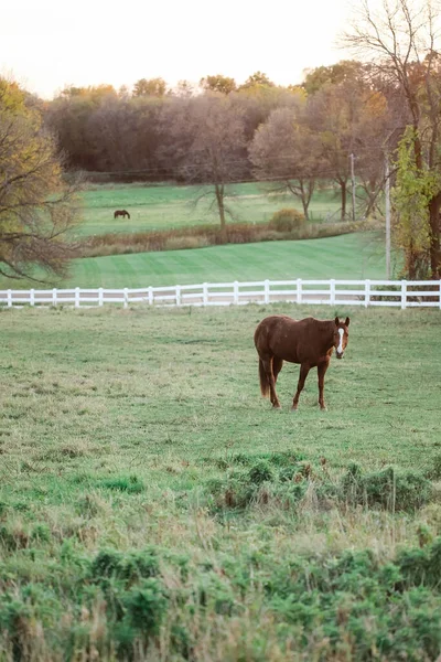 Svislý Výstřel Hnědého Koně Farmě — Stock fotografie