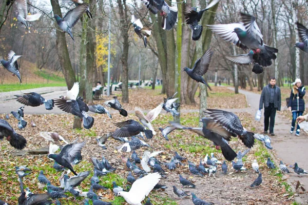 Kharkiv Ukraine Nov 2013 Quelques Pigeons Volants Dans Jardin Botanique — Photo