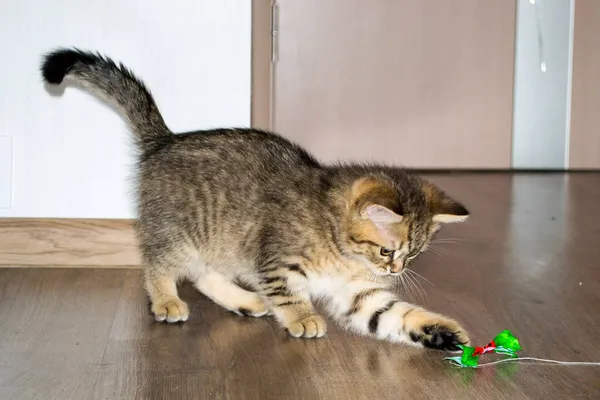 Ένα Κοντινό Πλάνο Ενός Ευρωπαίου Shorthair Γάτα Παίζει Γύρω Από — Φωτογραφία Αρχείου