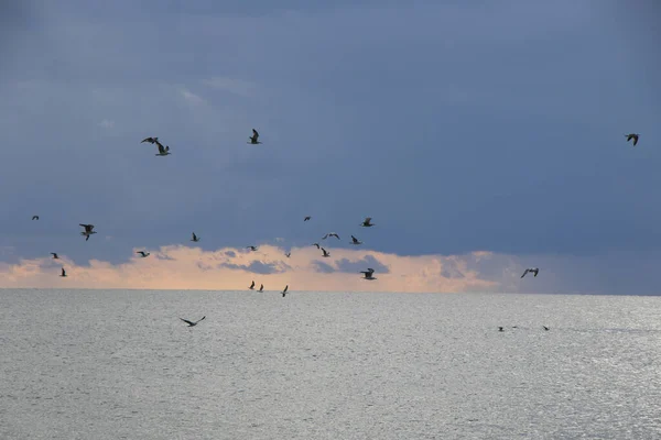 海鸥在佐治亚州黑海的海滩上飞翔 — 图库照片