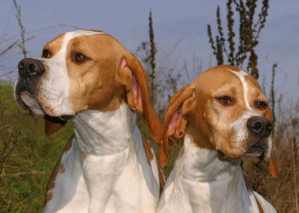 Dos Perros Puntero Pelo Corto Alemanes Aire Libre —  Fotos de Stock