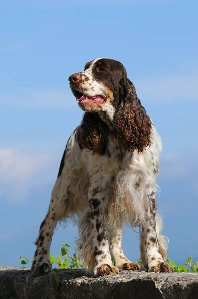 Egy Függőleges Felvétel Egy Angol Springer Spániel Kutyáról Szabadban — Stock Fotó