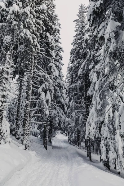 Tallskog Täckt Med Snö Den Frostiga Vintern — Stockfoto