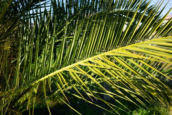 Een Close Shot Van Canarische Eiland Datum Palmboom Takken Met — Stockfoto