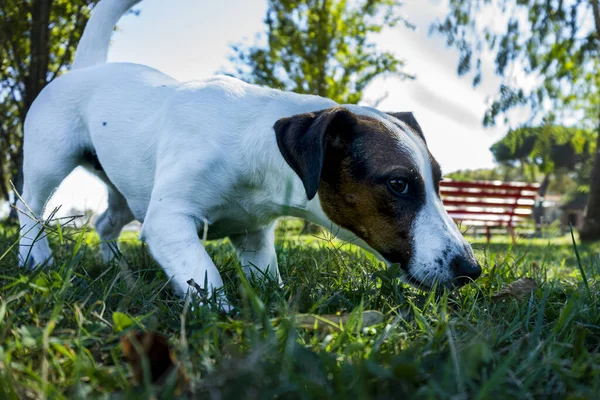 Louco Alegre Jack Russell Terrier Tocando Floresta Versilia Toscana Itália — Fotografia de Stock