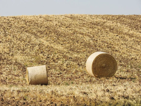 Гарний Знімок Поля Пшениці Після Збору Врожаю — стокове фото