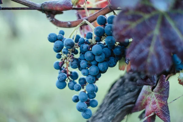 Une Vue Panoramique Raisins Frais Dans Vignoble Sur Fond Flou — Photo