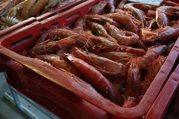 クロアチアの魚市場で異なる海魚 — ストック写真