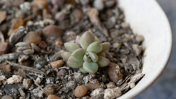 Крупный План Красивого Сочного Растения Маленьком Белом Горшочке — стоковое фото