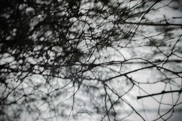 干枝和枝条的灰度照片 — 图库照片