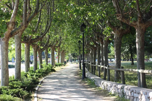 緑の木々や茂みに囲まれた歩道 — ストック写真