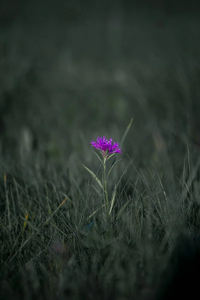 Plano Vertical Una Flor Campo Púrpura Sobre Fondo Borroso — Foto de Stock