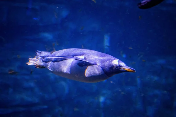 Пінгвін Плаває Під Водою Зоопарку — стокове фото