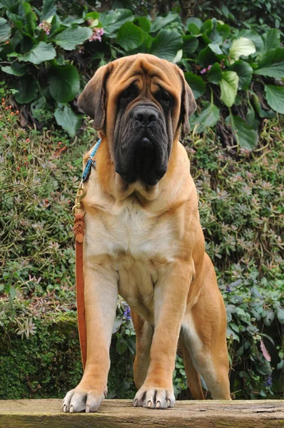 Een Prachtige Opname Van Een Mastiff Dog Overdag Buiten — Stockfoto