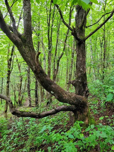 Вертикальний Знімок Старого Моторошного Дерева Зеленому Лісовому Шляху Новій Шотландії — стокове фото
