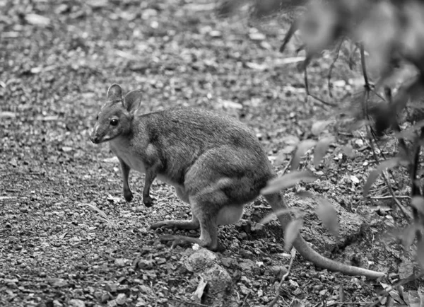 Kırmızı Bacaklı Çeltik Kavunu Joey Nin Kesesinde Tropikal North Queensland — Stok fotoğraf