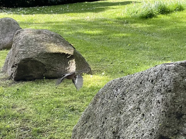 一只鸟降落在一块大石头旁边的地面上 — 图库照片