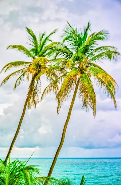 Schöne Palmen Strand — Stockfoto