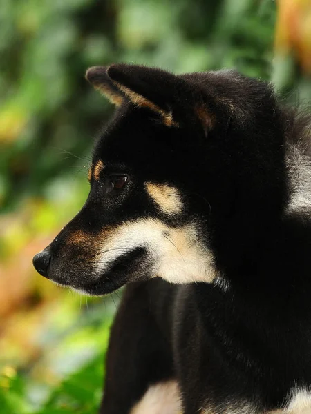 Vacker Bild Svart Shiba Hund Utomhus Dagen — Stockfoto