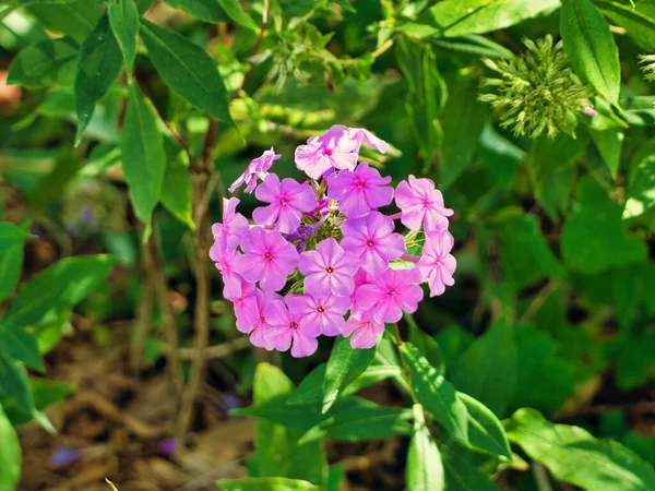 Gros Plan Des Fleurs Fleuries Phlox Jardin Rose — Photo