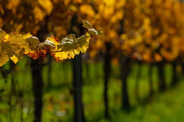 Miękkie Ognisko Żółtych Liści Winorośli Jesienią Winnicy — Zdjęcie stockowe