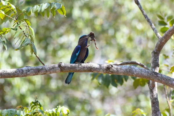 Perched Branch Frog Its Mouth Lunch Indian Roller Coracias Benghalensis — Stock Photo, Image