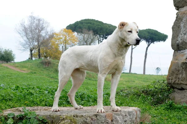 Krásný Záběr Střední Asie Shepherd Dog Venku Během Dne — Stock fotografie