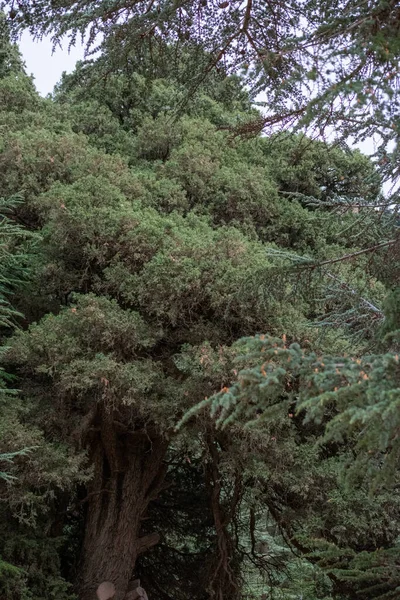 Juniperus Thurifera Genévrier Espagnol Dans Parc National Chelia Montagnes Aures — Photo