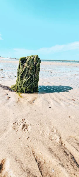 在海滨的沙滩上 一个树桩伸出来的竖直的照片 — 图库照片